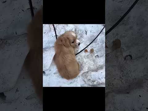 The little dog was abandoned and bullied in the snowy field #animalshelter #puppy #rescuedog