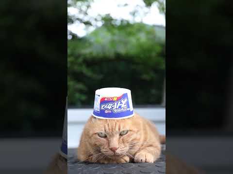 癒しのひととき かわいい猫と楽しむ超バニラスーパーカップ2025 サムネイル