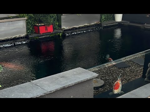 Did you win 🥇 the competition winners WELCOME BACK ITS JAMES THE KOI WHISPERER!!!!!

Join this channel to get access to perks_
https_//www