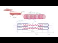 Muscle Contraction Mechanisms and Proteins