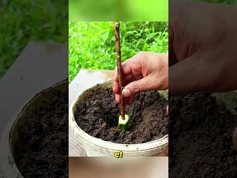 Vous voulez que votre goyavier donne des fruits en seulement 75 jours