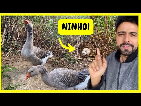 Ninho de Ganso Toulouse Escondido com Ovos - Projeto dos Aquáticos Prosperando | Gutejando