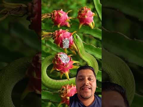 As Cobras Estão comendo Minhas Pitayas 🐍🍈”#Pitaya #ProblemaNaHorta #VidaNoCampo #Roça