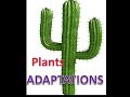 Plant Adaptations and Survival Strategies