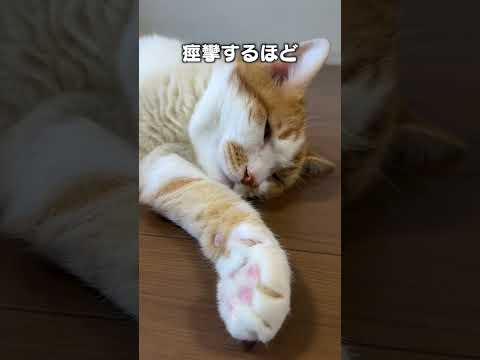 猫の動画サムネイル - 「猫が寝ている時にするイタズラ３選」猫あるあるソング