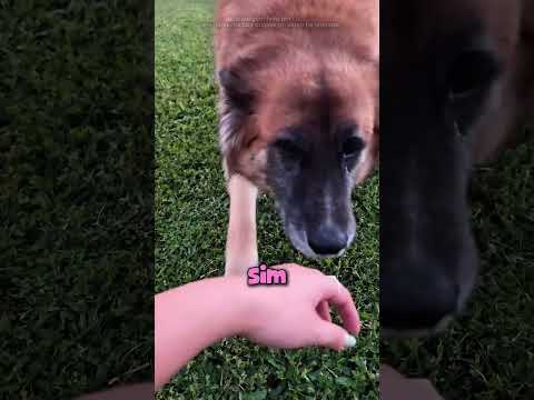 Ela encontrou um cachorro perdido e virou heroÃna!