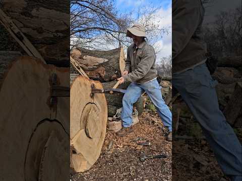 MONSTER red oak breakdown.  #wood #carving #woodworking #craft #log  #asmr #asmrsounds #bushcraft