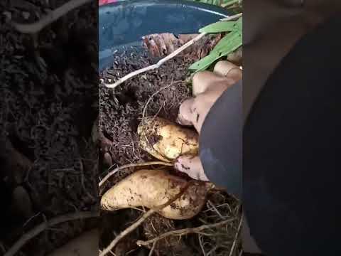 panen ubi di pot #shorts #budidayatanaman #pertanian #berkebun #ubi #harvest #farmer #viral #pot