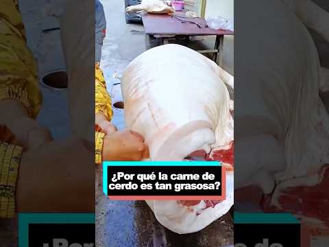 ¿Por qué la carne de cerdo es tan grasosa? #youtube #funny #delicious