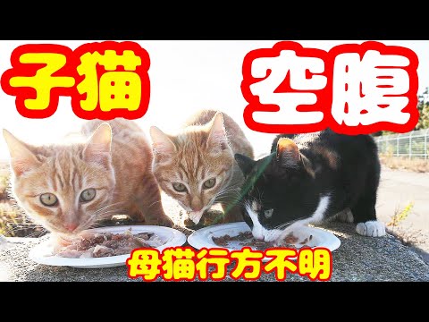 空腹な子猫たちにご飯をあげたら・・・ 母猫行方不明