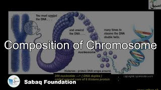 Composition of Chromosome