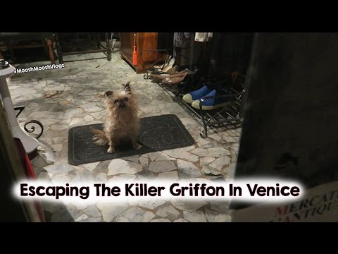 Escaping The Killer Griffon In Venice | MooshMooshVlogs
