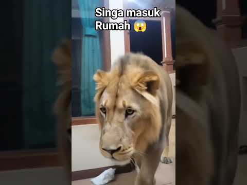 SINGA MASUK RUMAH😱😱#trendingshorts