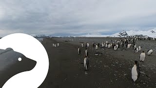 Kijk rond op Antarctica!