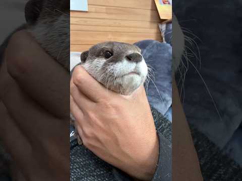 It’s His Job To Get in the Way of Work😏😏 #shorts #aty #otter #WaterSausage