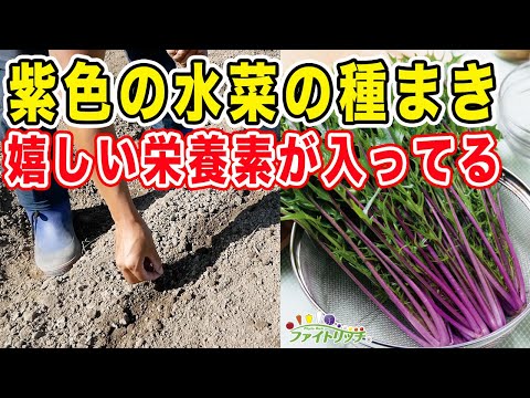 紫色の水菜「紅法師」は栄養満点!種まき編