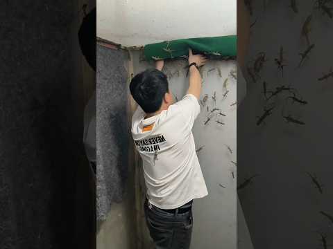 ๐ฆ๐พ Lizard Life in the Village! | Real Rural Living Vibes โจ๐ก #gecko #lizard #viral