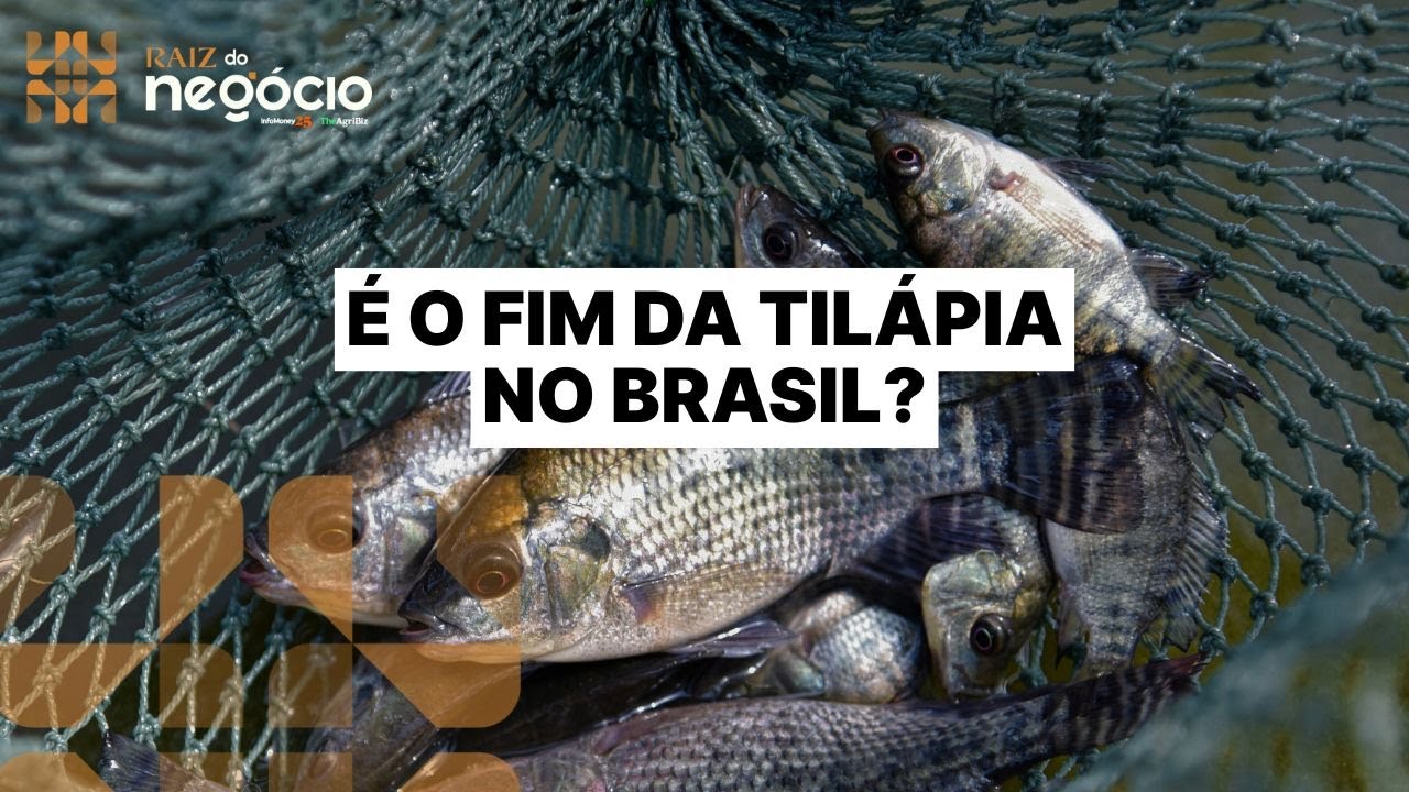A queda de braço entre produtores de tilápia e o Ministério do Meio Ambiente | Raiz do Negócio