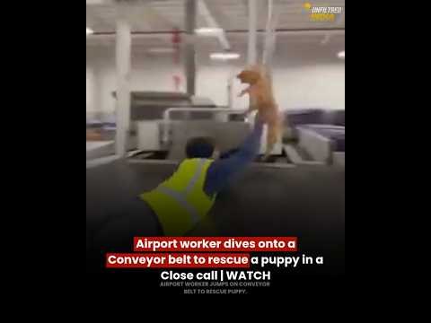 <strong>Airport</strong> worker dives onto aConveyor belt <strong>to</strong> rescue a puppy in a Close call