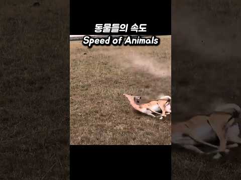 동물들의 속도 Speed of Animals