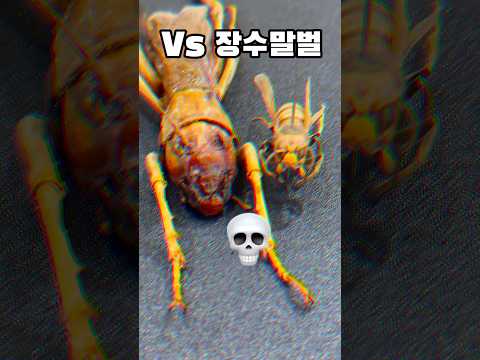세계에서 가장 강한 리옥크 다라이 클라스?! 리옥크 머리 크기!! #리옥크 #siaferox #곤충 #곤충표본 #insects #사마귀 #mantis #왕사마귀