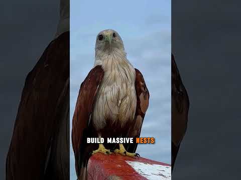 Bald Eagles Aren’t Bald at All 🦅🇺🇸 | #eaglefacts #baldtruth #wildlife