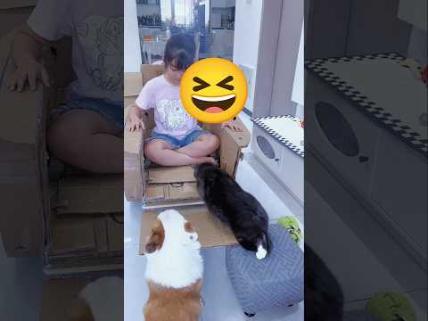 😍, देखो चालाक टॉमी ऐसा क्यों करता है!#youtube#funny#video