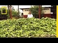 Food Waste and Supply Issues
