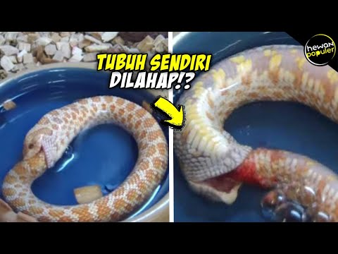 Mengapa Ular ini Memakan Ekornya Sendiri.?? Ternyata ini Penyebabnya...