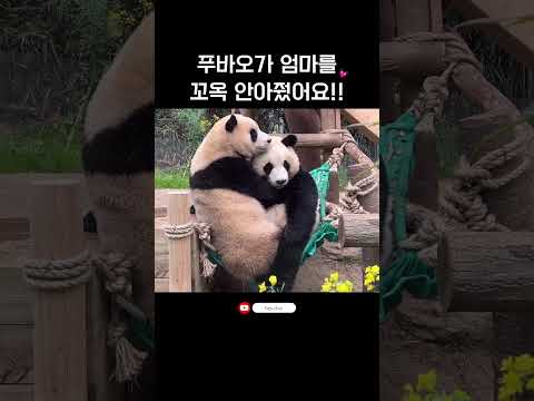 엄마를 꼬옥 안아주는 푸바오👶🏻ㅣ #Shorts#FuBao#panda#everland#Aibao