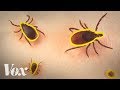 Tickborne Diseases and Prevention