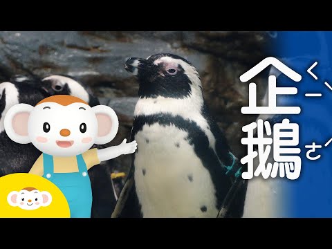 【樂樂帶你探險去】是誰住在非洲還穿西裝呢？黑腳企鵝｜小行星樂樂TV台灣好好玩 - YouTube