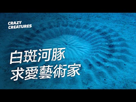 白斑河豚：求愛的藝術家 | 奇怪動物紀錄片 - YouTube