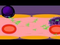Understanding B Cells and Humoral Immunity