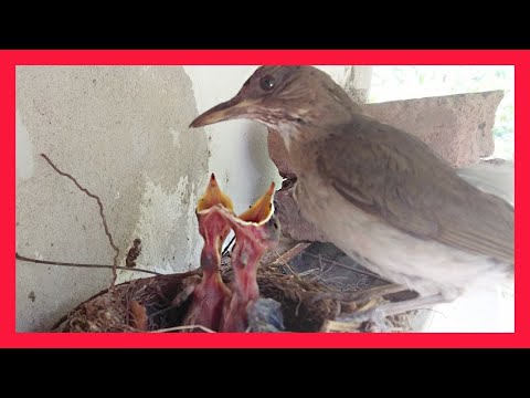 Higiene En El Nido - Zorzal Chalchalero Con Sus Crías - Cuidados De los Pichones