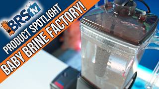 Hatch MASSIVE Amounts of Baby Brine Shrimp With Ziss Aqua