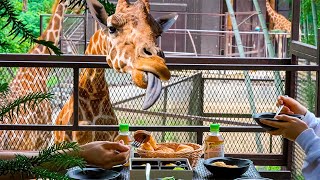 Glamping in Japan with a Bamboo Grove and Free-Roaming Animals | THE BAMBOO FOREST