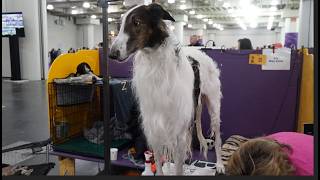 "Varus," the BORZOI at the Westminster Kennel Club Dog Show 2026
