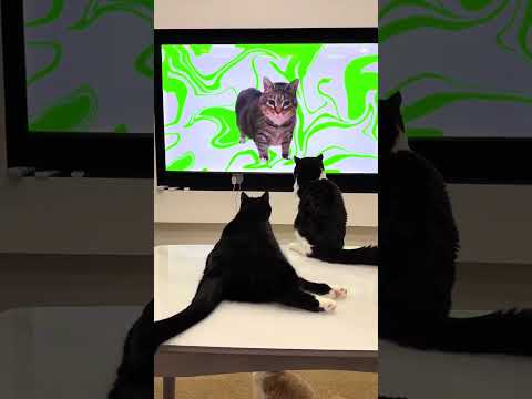 Cats copying humans.