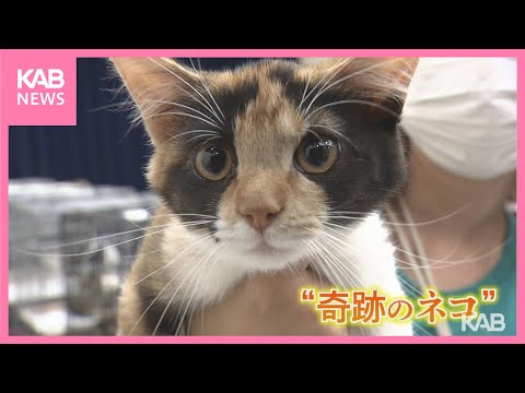 3万分の1の奇跡!?オスの三毛猫 熊本市で保護