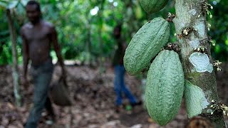 YouTube video thumbnail: Ivory Coast Cocoa Authority Moves to Ease Tensions With Farmers Over Unsold Beans