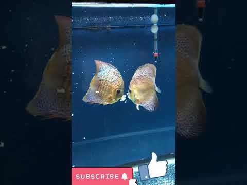 Discus feeding they are savage 