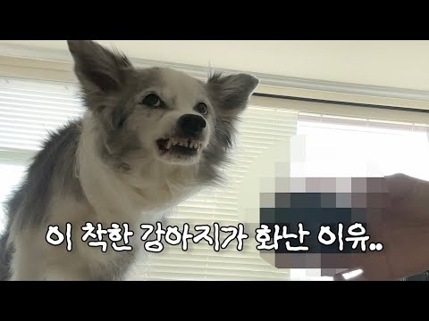 정말 순한 보더콜리가 맹수가 되는 순간