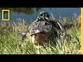 Alligator Research and Critter Cam Exploration