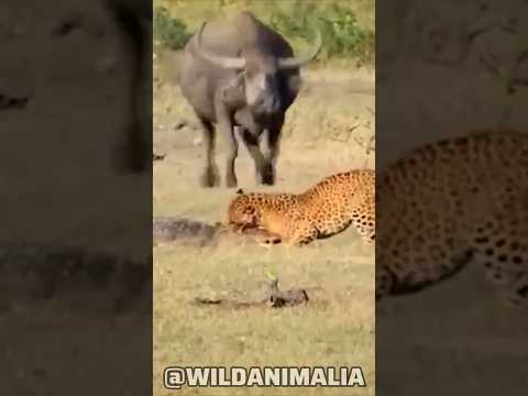 Leopard's Paw Trapped in Crocodile's Mouth: What Happens Next?