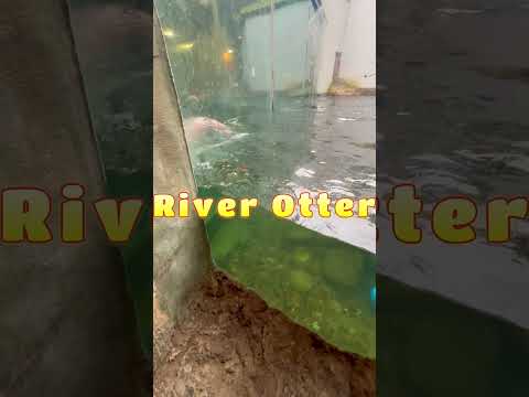 Meet the Playful River Otters!