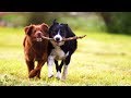 Fun with Milo and Friends
