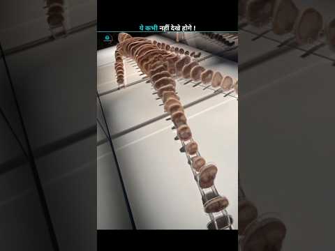 Human skeleton slices ! 🧐 #facts #science #new #trending #shorts