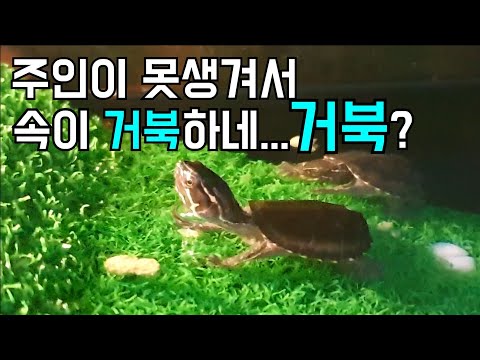 [거북V-LOG] 전지적 거북이 시점