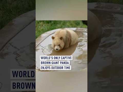 World's only captive brown giant #panda enjoys outdoor time